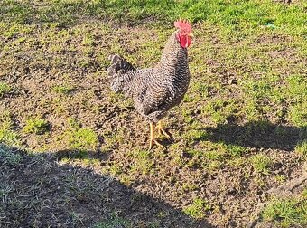 Predám kohútiky - 4