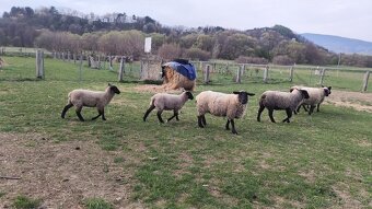 Predám 2 jahnicky - 4