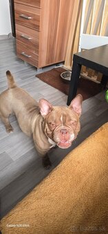 American bully exotic - 4