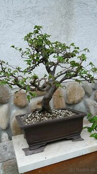 bonsai,bonsaj-hrab 2 - 4
