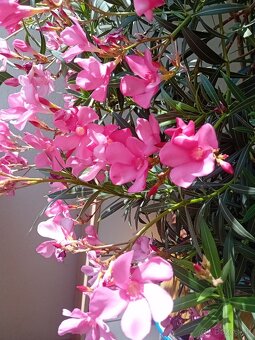 Oleander - 4