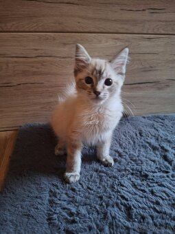 ragdoll kocúrik - 4