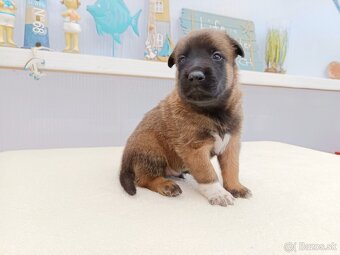 Belgický ovčiak malinois s PP - 4