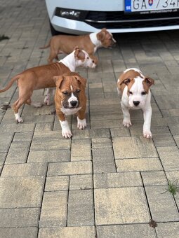 Americký stafordšírsky teriér - 4