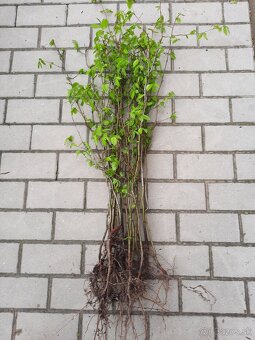 Hrab obyčajný a hrab bonsaj - 4