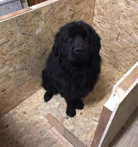 Zateplená psia búda - 4