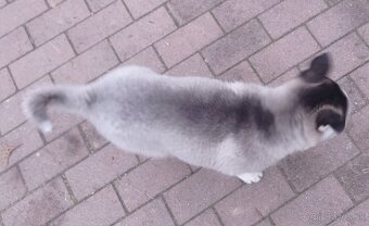 šteniatka Sibírsky Husky - 4