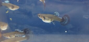 Krevetky Neokaridina - 4
