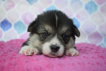 Welsh Corgi Pembroke S PP - 4