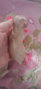 Maltipoo - miniatúrne - 4