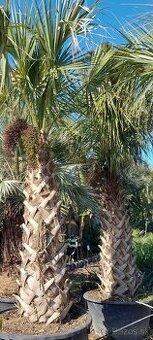 Palmy, cykasy,olivovníky - 4