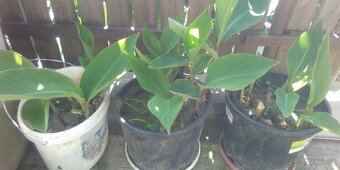 Kana indická-červená - 4