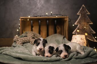 Sealyham Terrier šteniatka s PP - 4