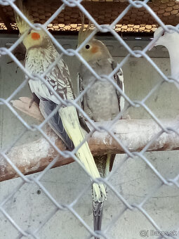 Korely -krúžkované - 4