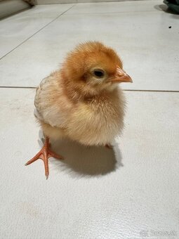 Sliepky - kuriatka - 4