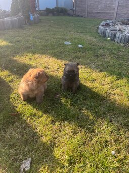 Šteniatko trpaslici spic - 4