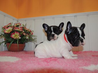 Francúzsky buldoček s PP.FCI. - 4