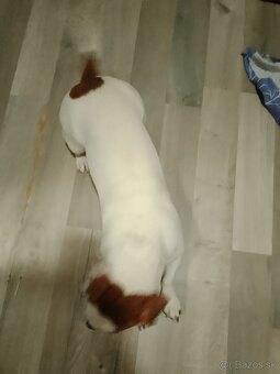 Darujem Jack Russell teriéra - 4