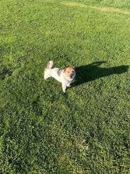 Jack russel krytie - 4
