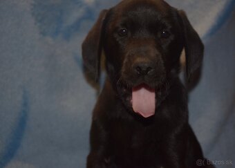 Labrador Retriever Anglicka pracovná línia - 4