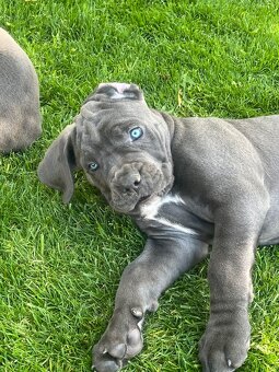 Cane Corso s PP - 4