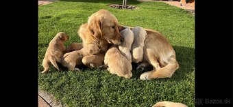 Golden retriever - 4