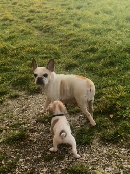 Darujem šteniatko - 4