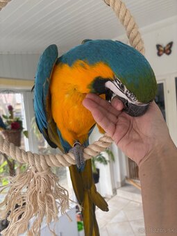 ARA ARARAUNA - samec - 4