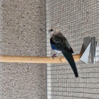 1.0 modry/opalin - 4