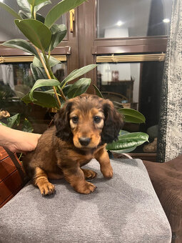 Jazvečík dlhosrstý - 4