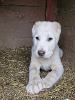 Stredoázijský ovčiak SAO s PP - 4
