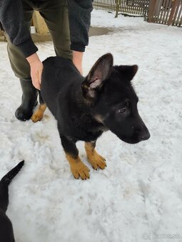 Nemecky ovčiak - 4