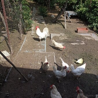 Ponúkame kuriatka - 4