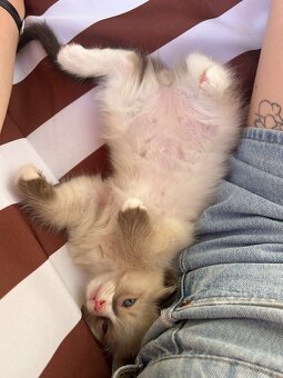 Ragdoll - 4
