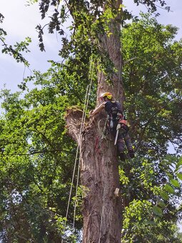 Rez a výrub stromov, arboristika - 4