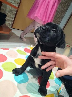 Cane Corso - 4