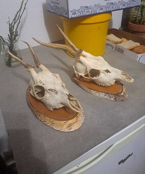 Polovnícké trofeje - 4