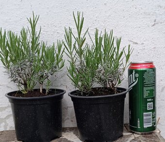 levandula angustifolia - 4