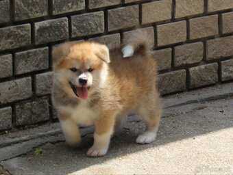 Akita inu - šteniatka s rodokmeňom - 4