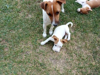 Jack russel teriér - 4