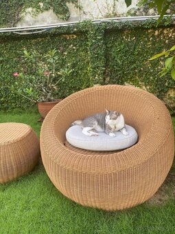 Milý kocúr Balou hľadá nový domov - 4