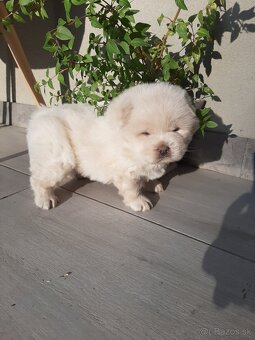 Čau čau, chow chow - 4