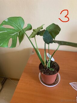 MONSTERA THAI CONSTELLATION - 4