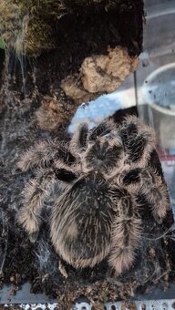 🕷️ Tarantula + terárium Predám tarantulu (samica) kľudná - 4