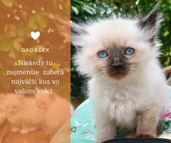Predám ragdoll mačiatka - 4