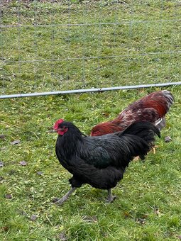 Predám kohútov - 4