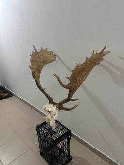 Danielia trofej , trofeje ,parožie ,parohy,Daniel - 4