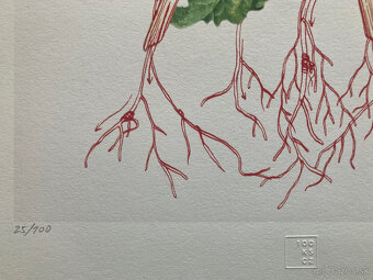 Eva Koťátková - Replanted - 4