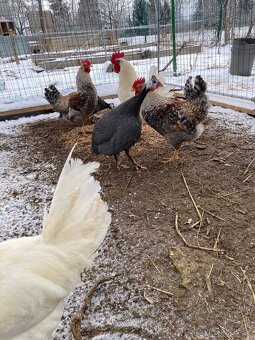 Marans , perlička , kohut - 4