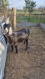 Anglonubijska koza - 4